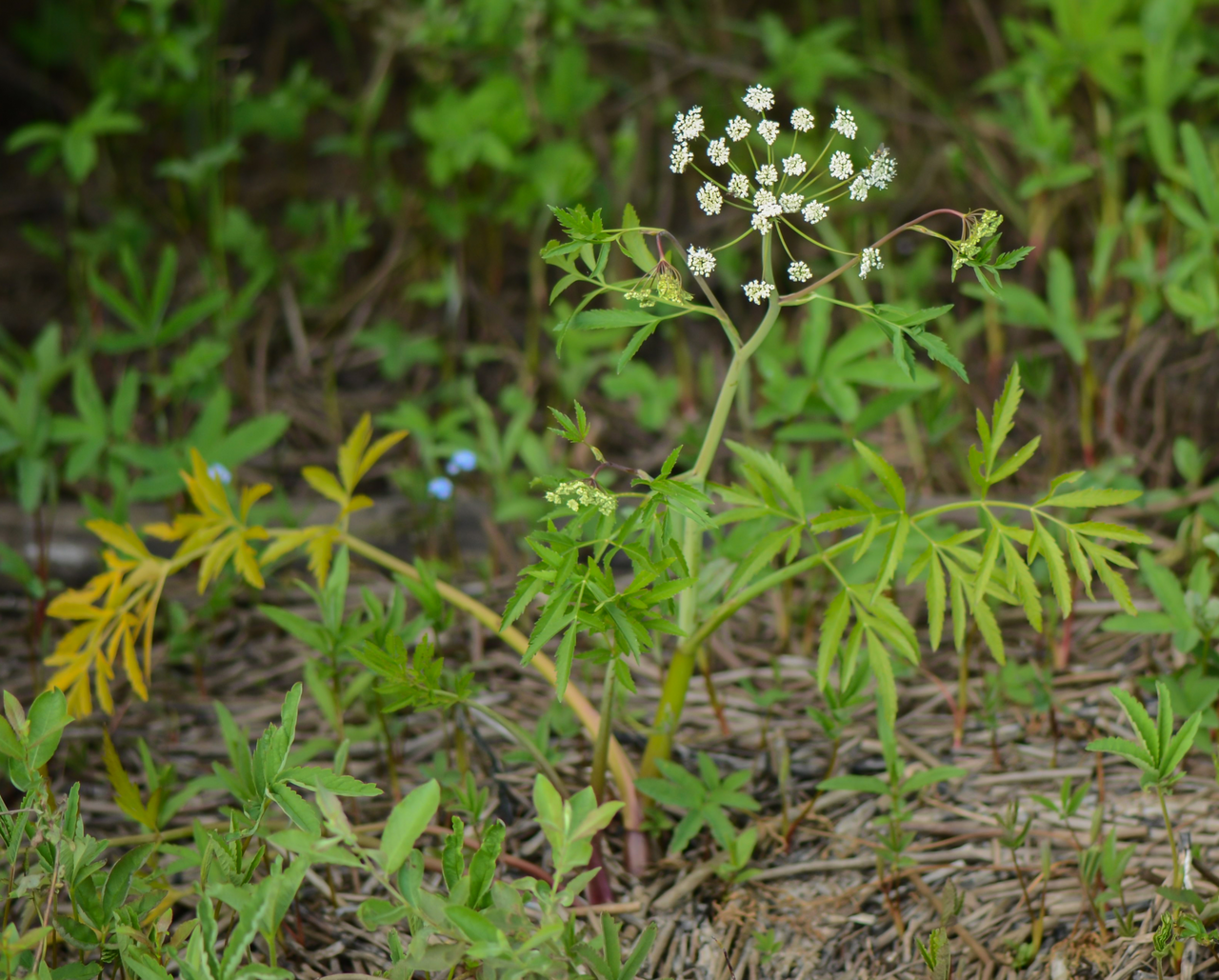 Cicuta virosa
