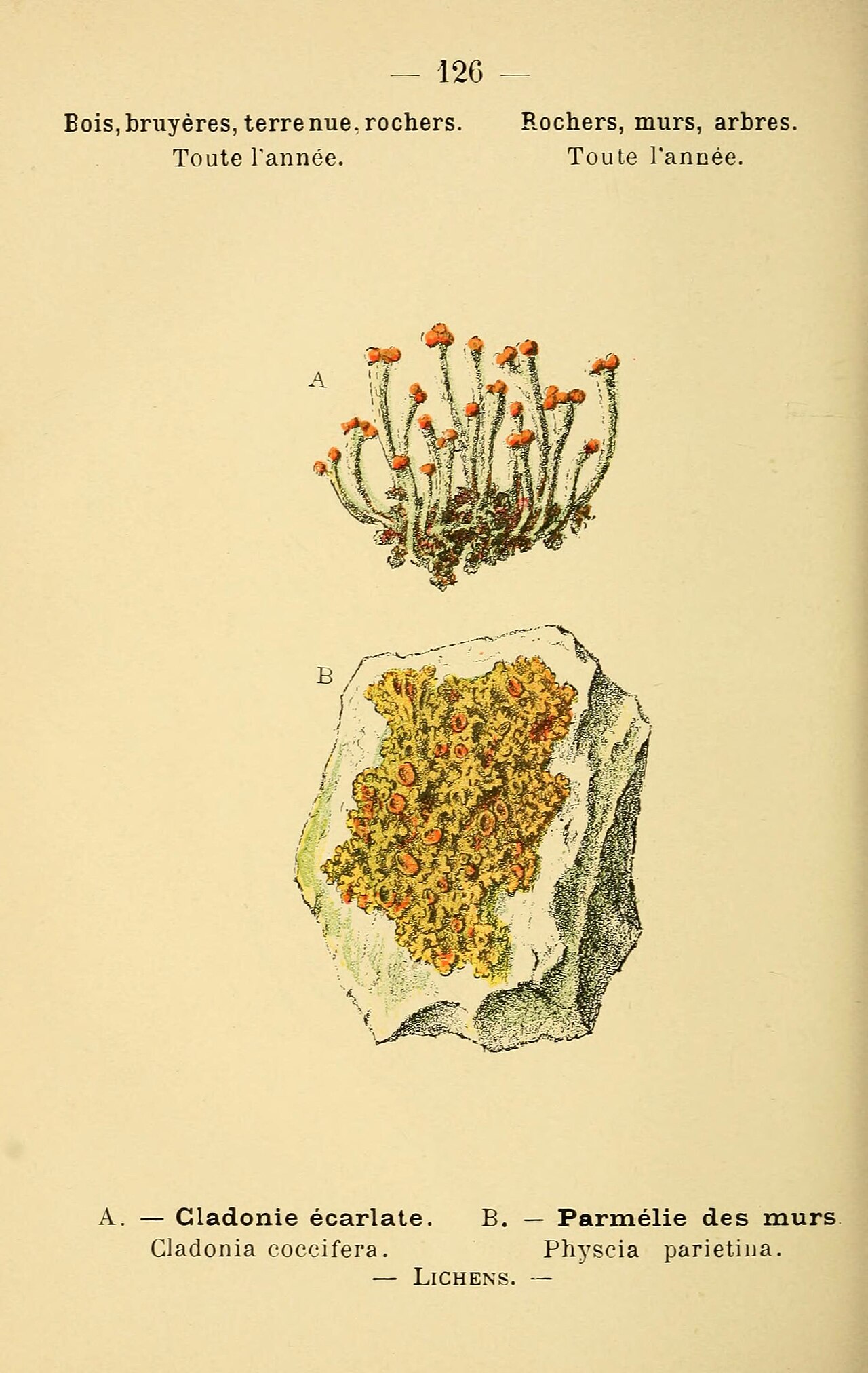 Cladonia coccifera