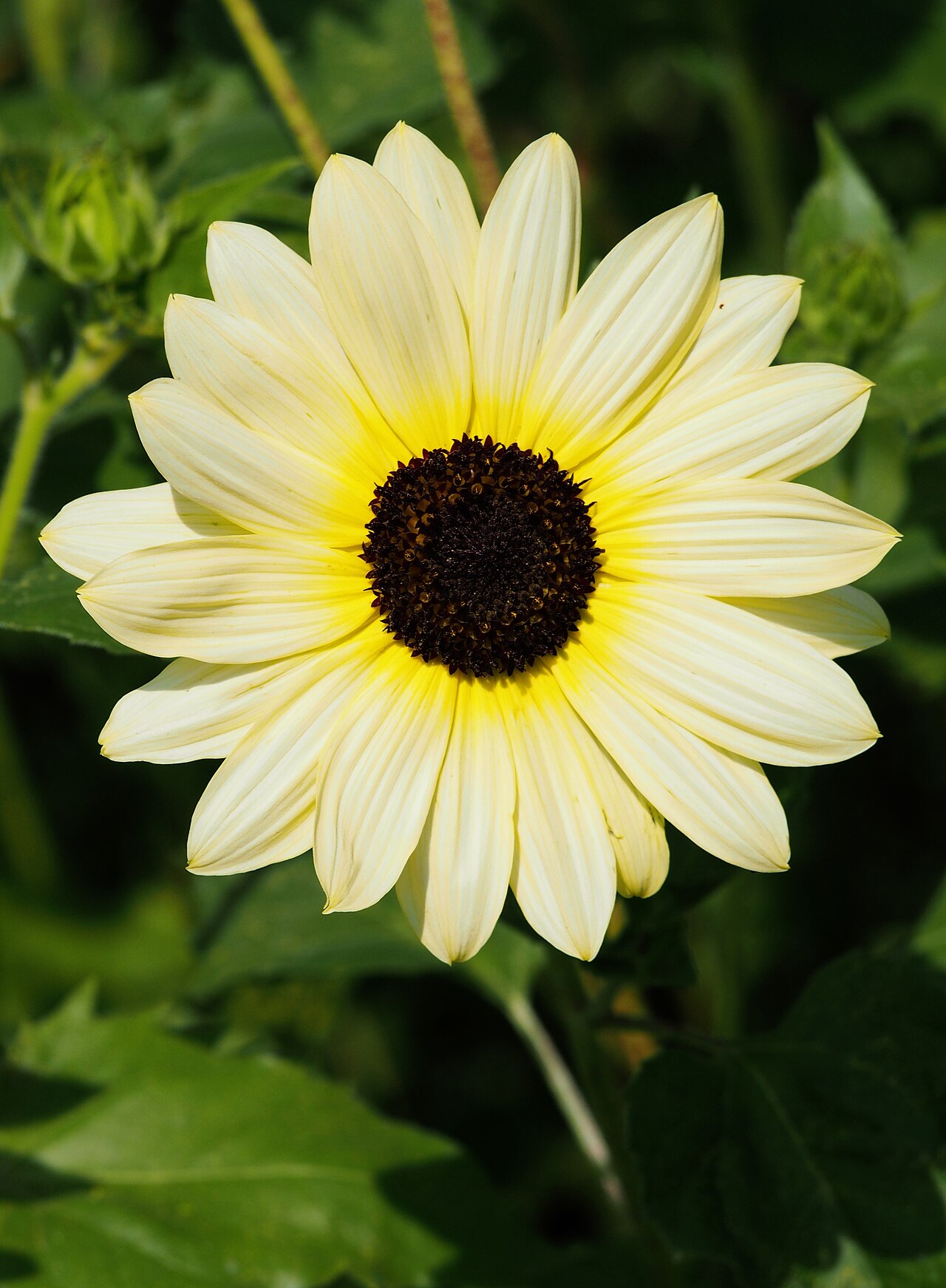 Helianthus cucumerifolius