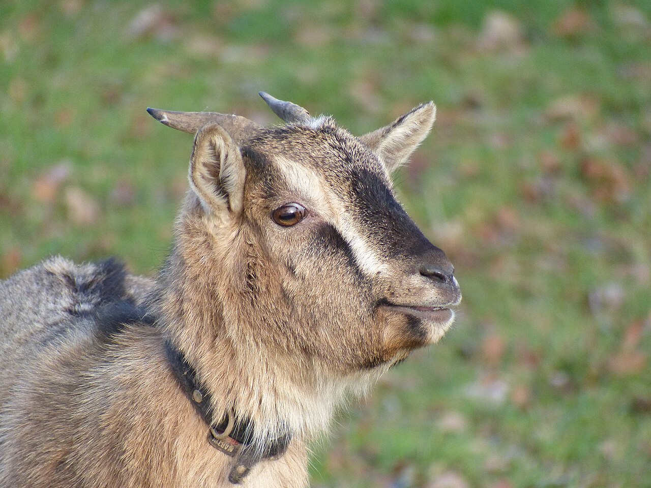 Pygmy goat