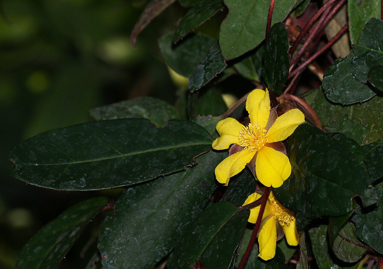 Toothed guinea flower