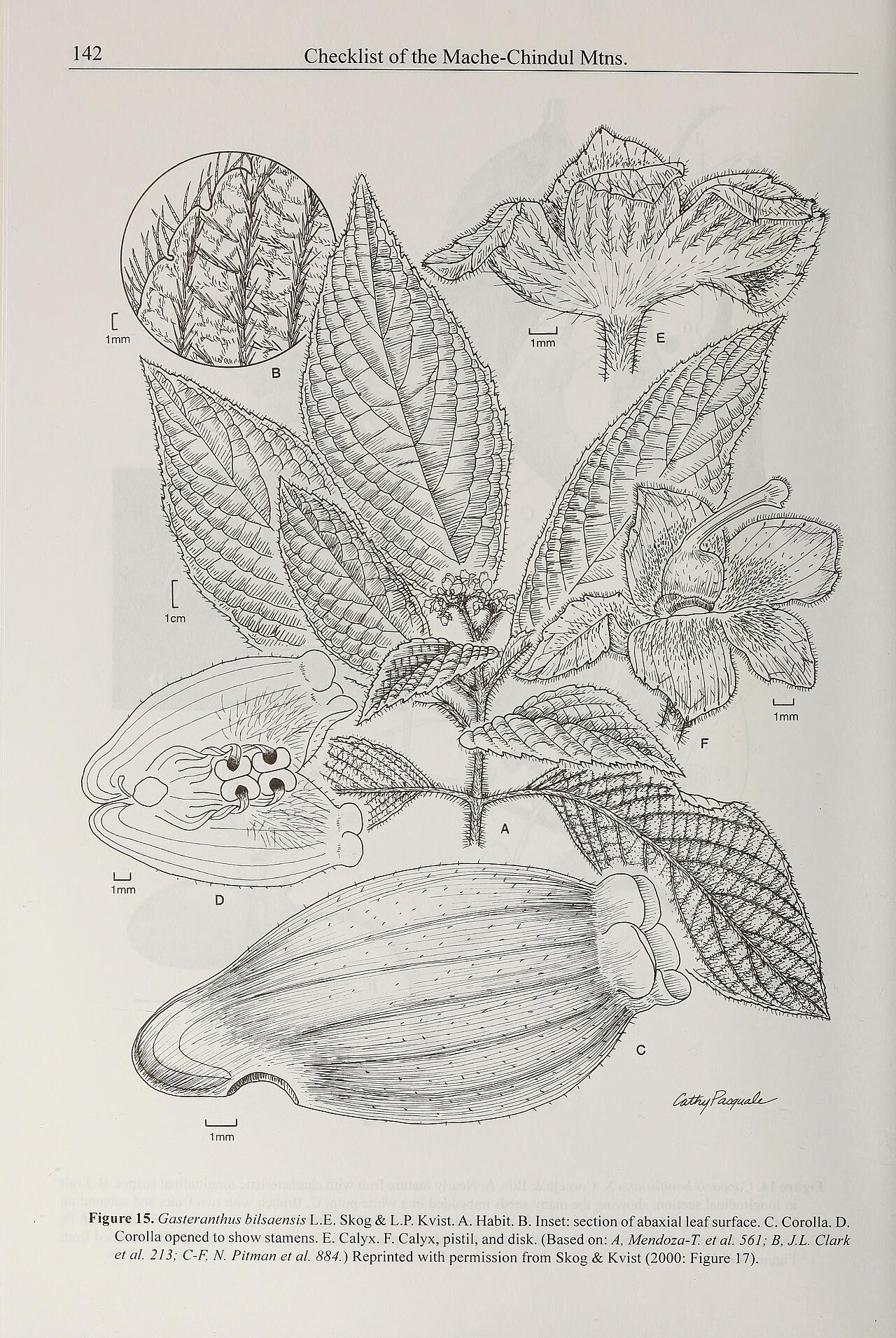 Gasteranthus bilsaensis