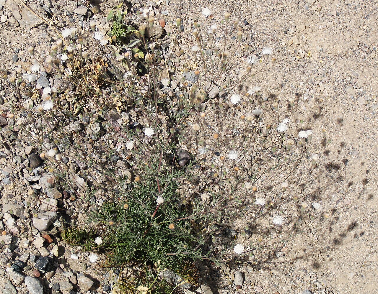 Chaenactis carphoclinia