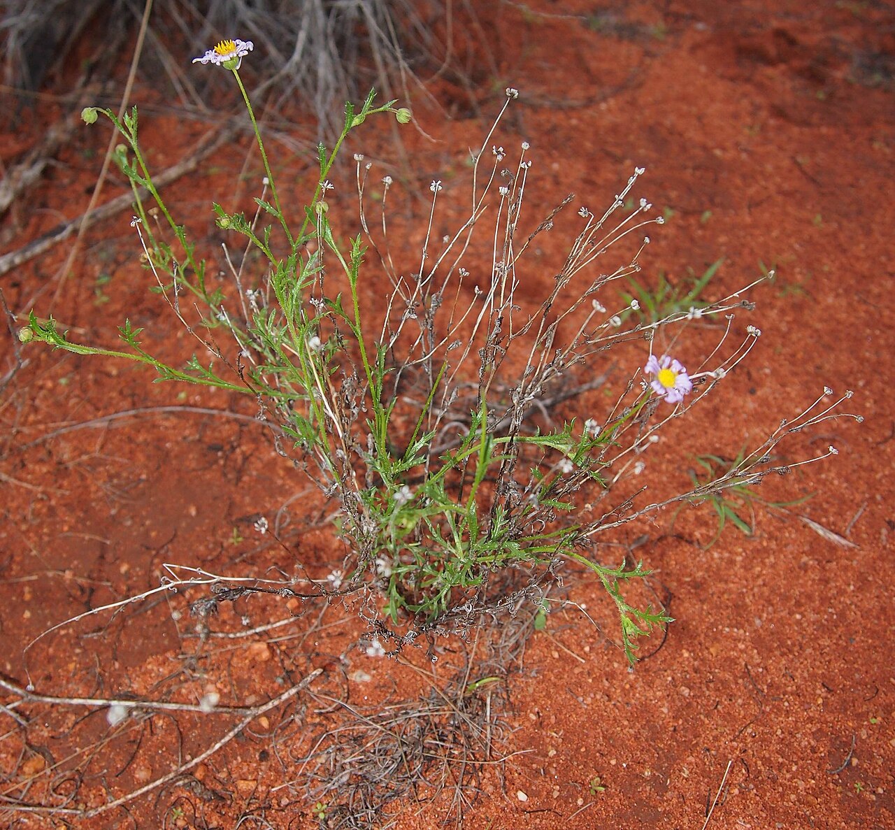 Variable daisy