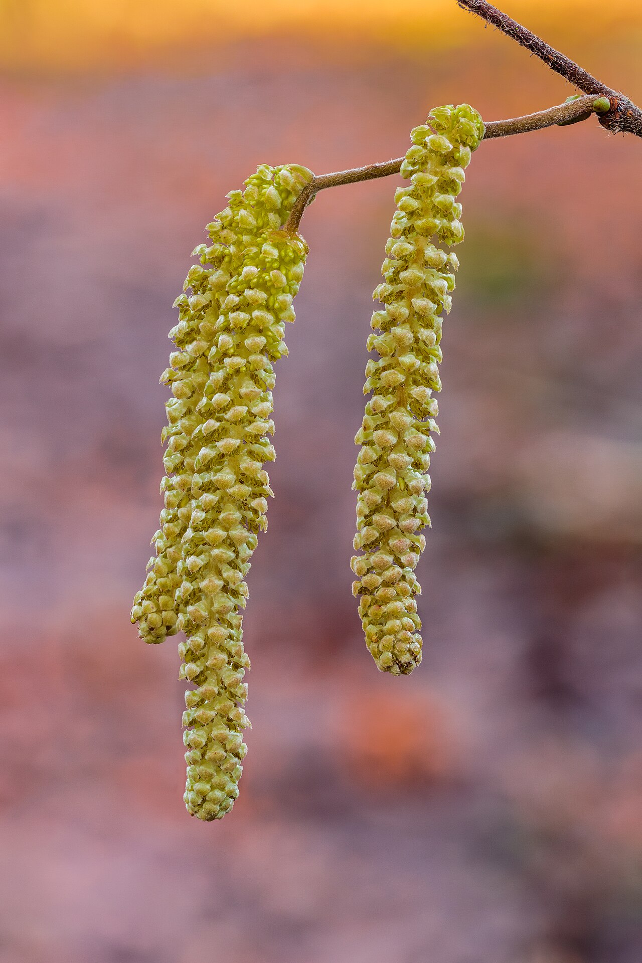 Corylus avellana
