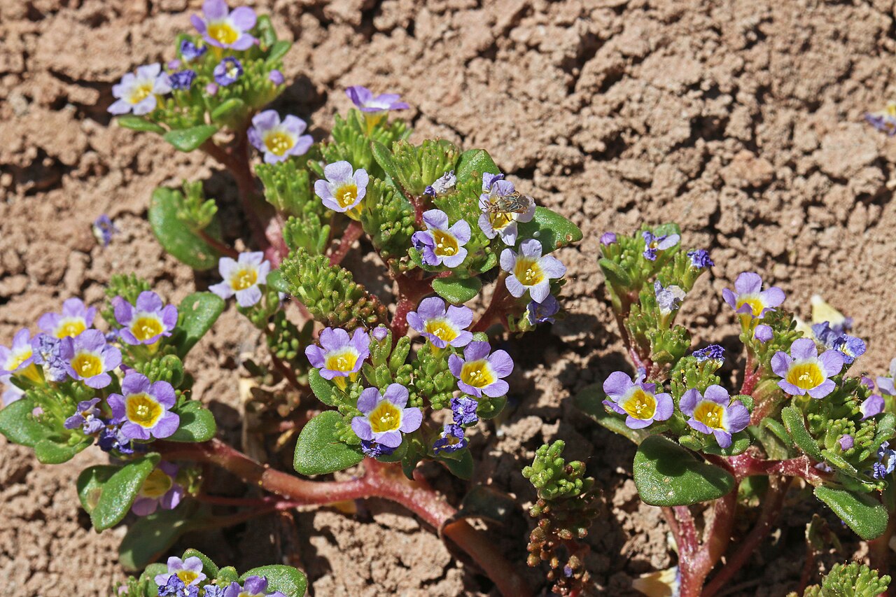 Phacelia demissa