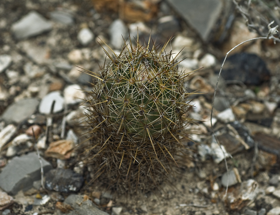 Coryphantha glanduligera