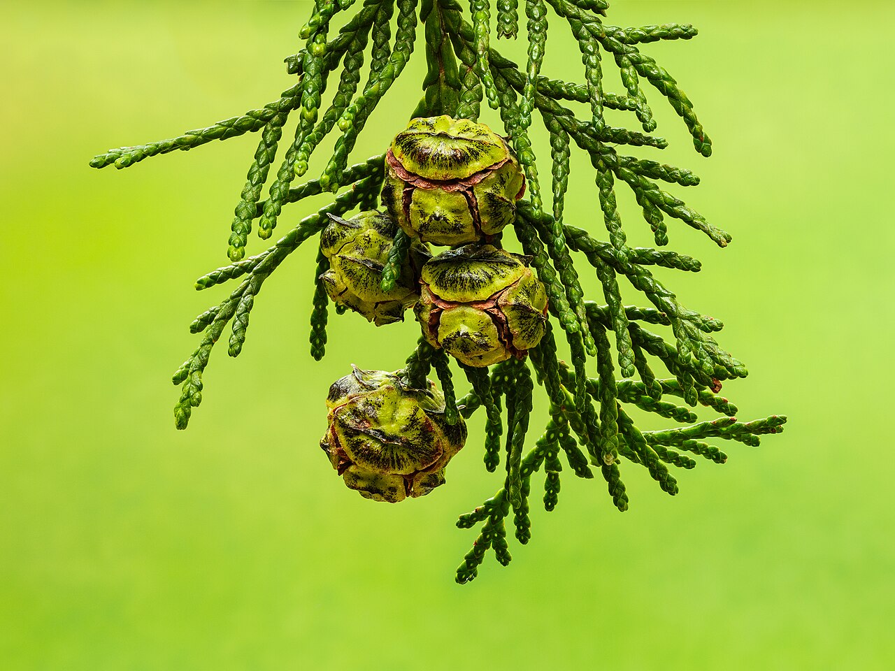 Chamaecyparis lawsoniana