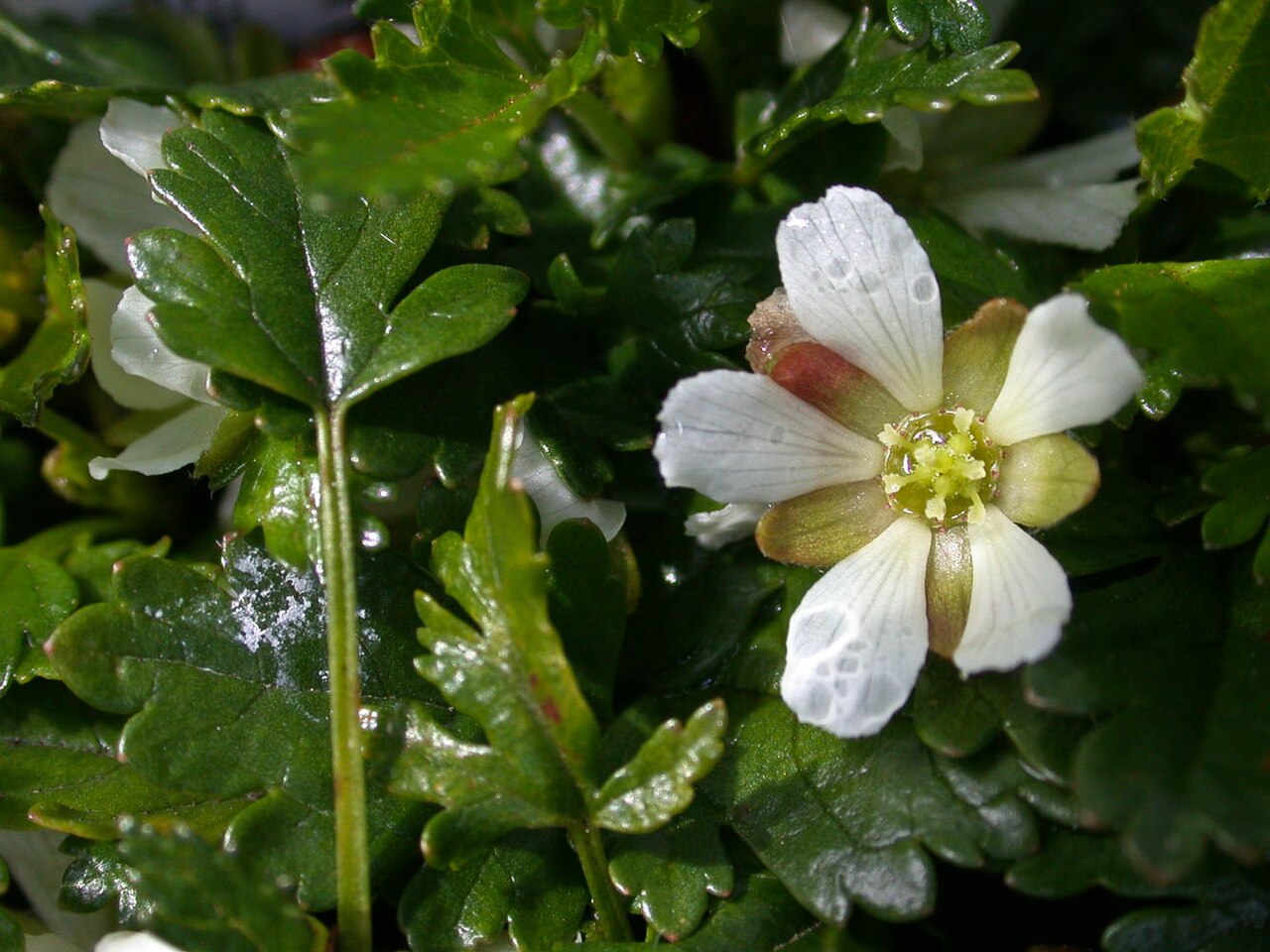 Rubus gunnianus