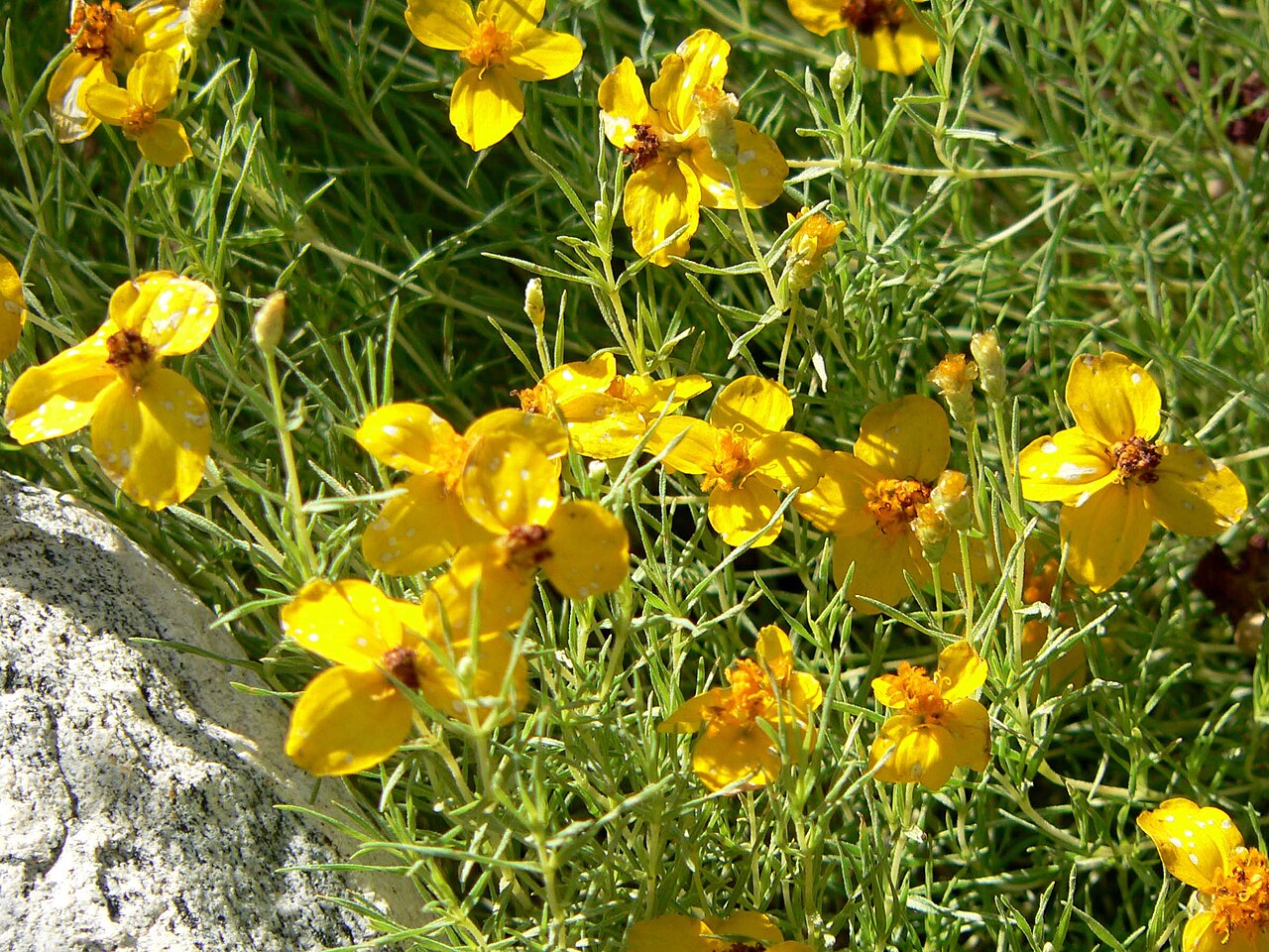 Zinnia grandiflora