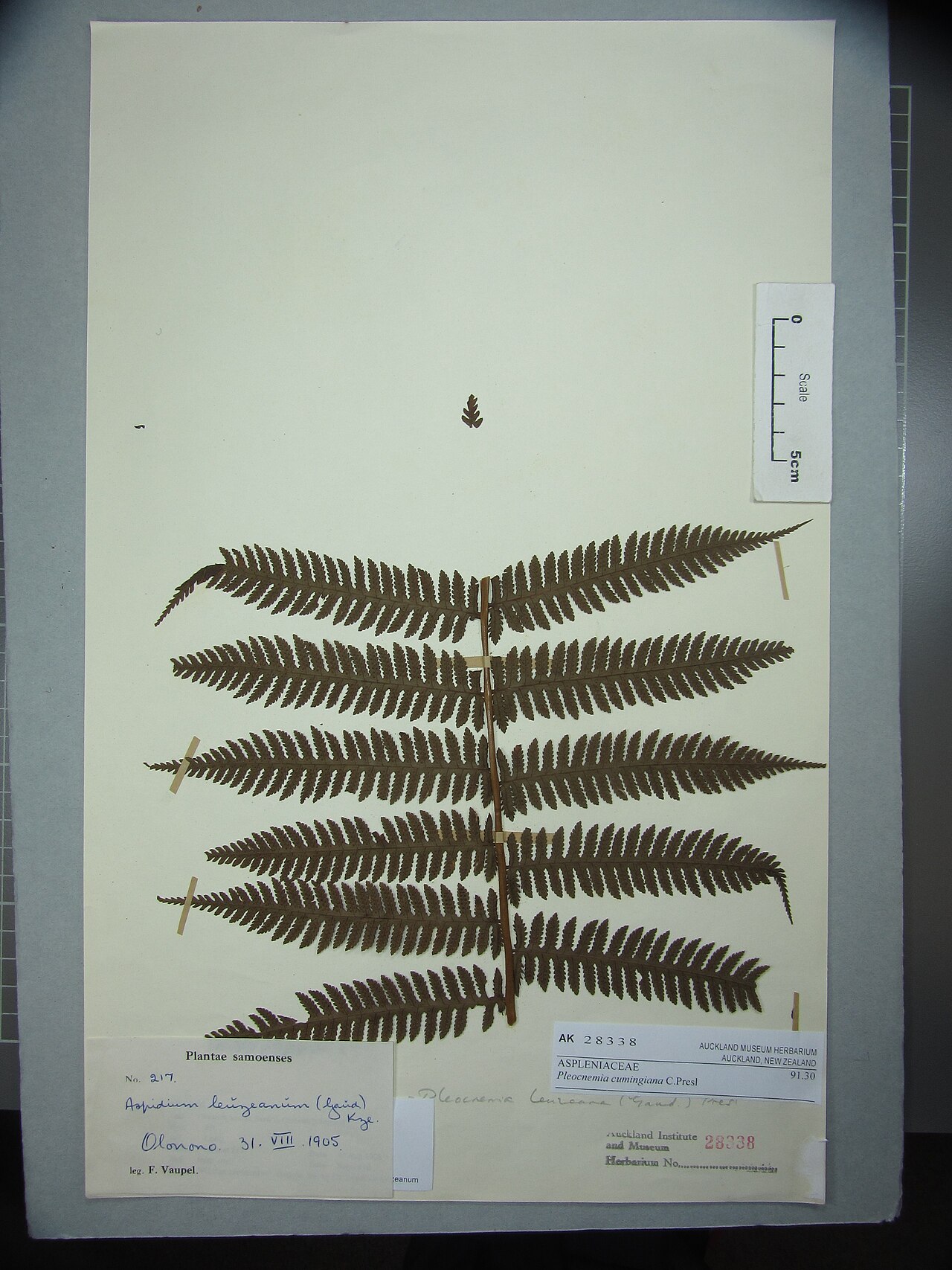 Pleocnemia cumingiana