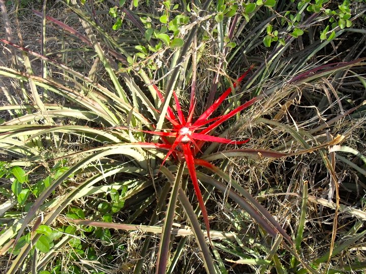 Bromelia hieronymi