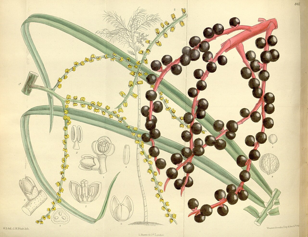 Chamaedorea glaucifolia