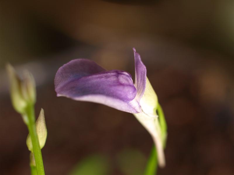 Utricularia babui