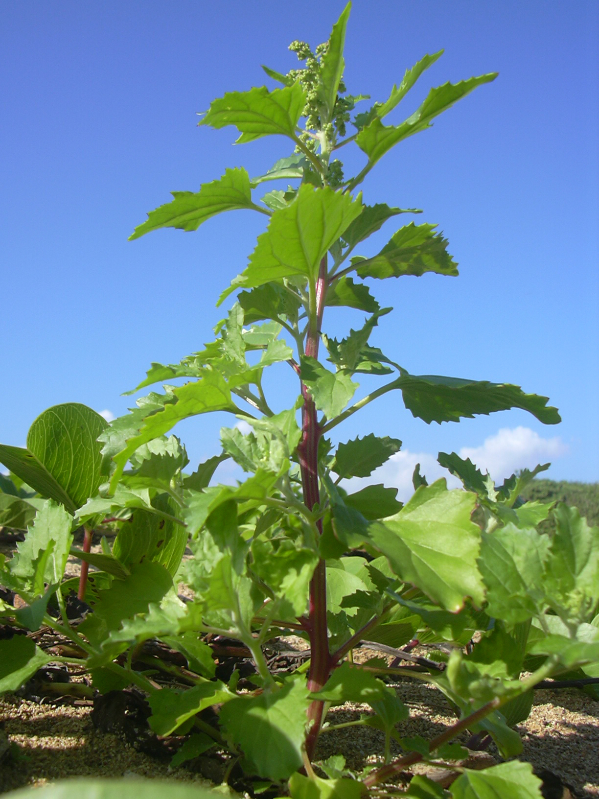 Chenopodium murale