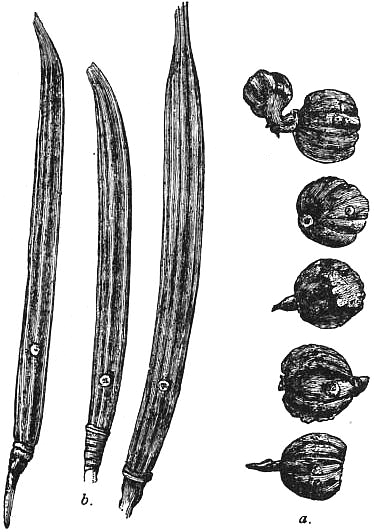 Corchorus capsularis