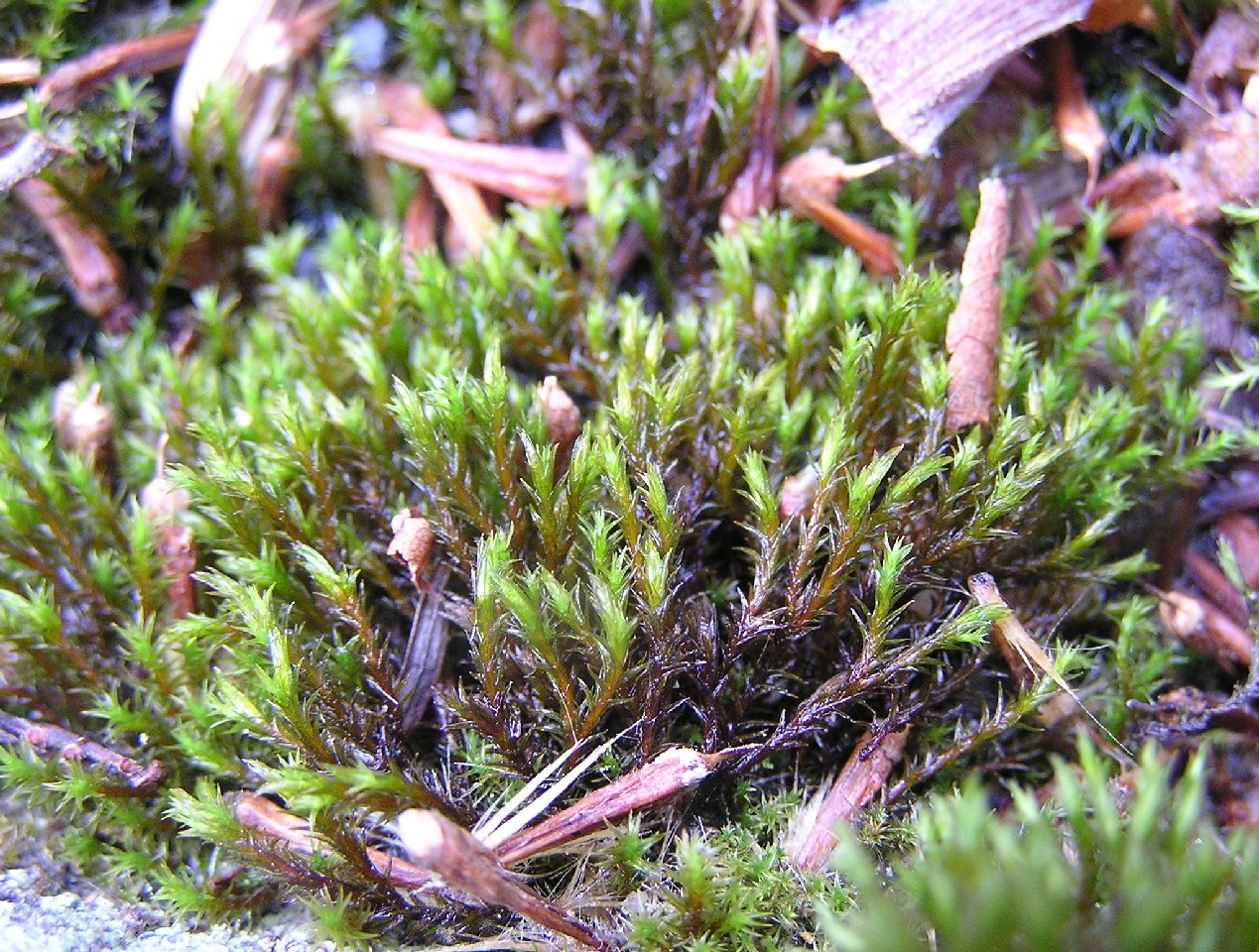 Schistidium apocarpum