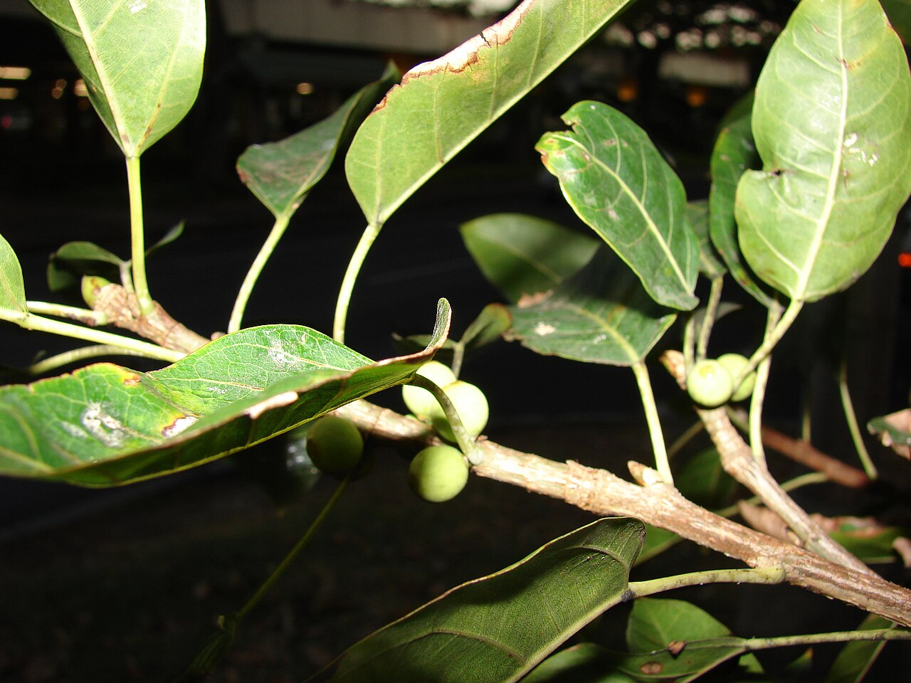 Tibig or sacking tree