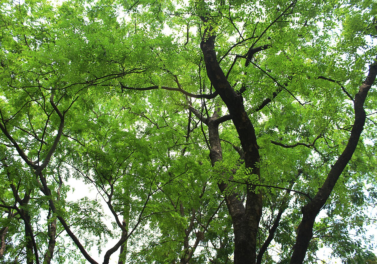 Derris robusta