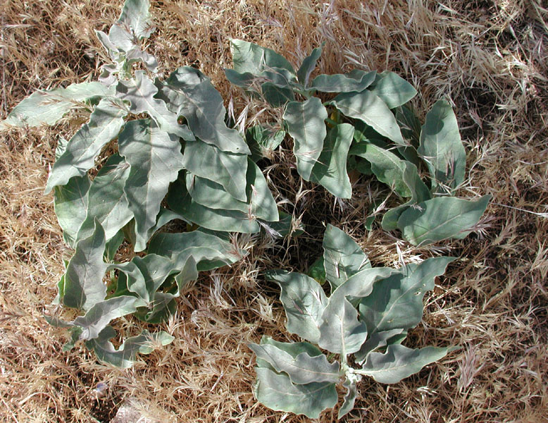Asclepias nyctaginifolia