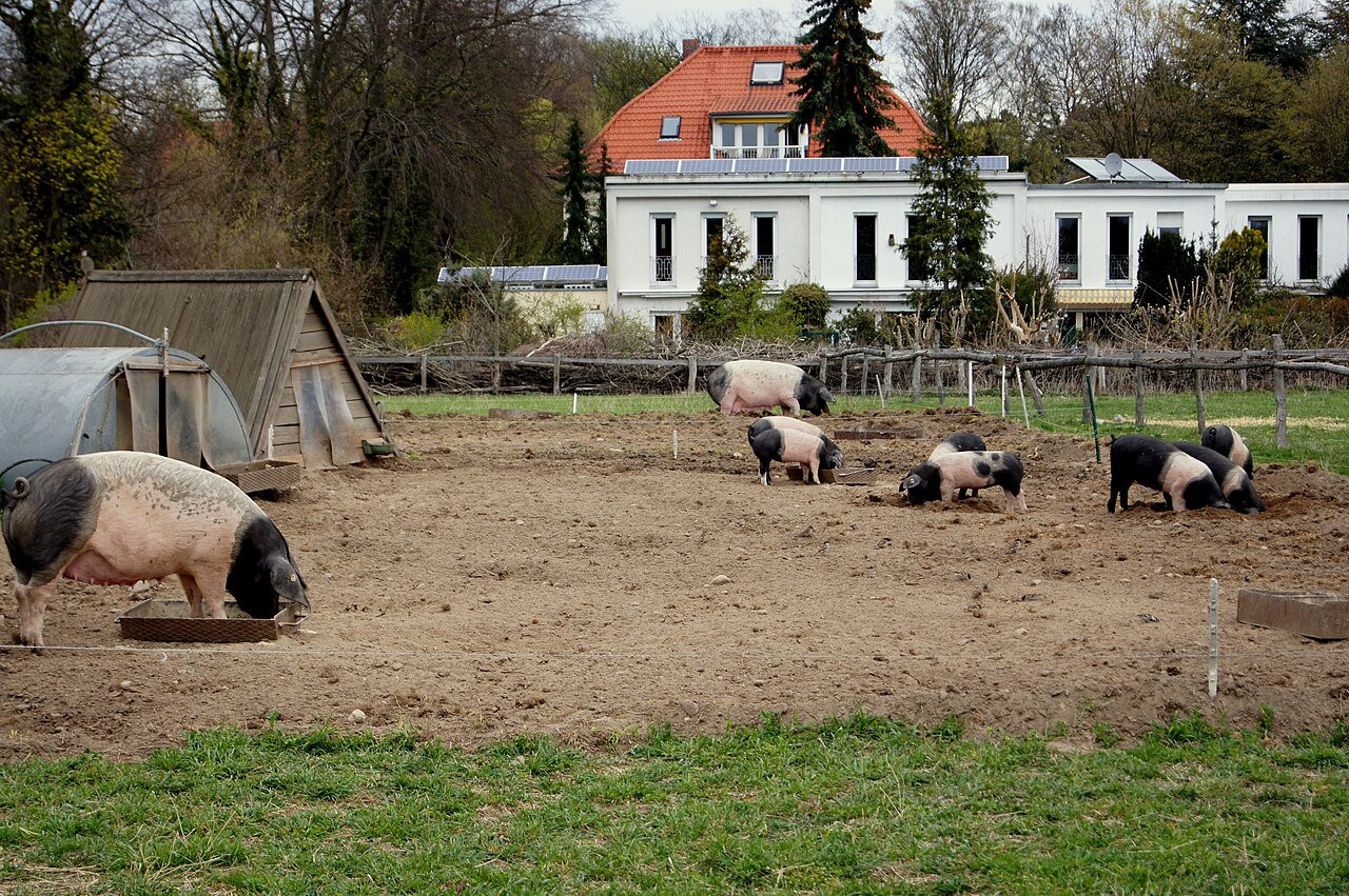 Deutsches Sattelschwein