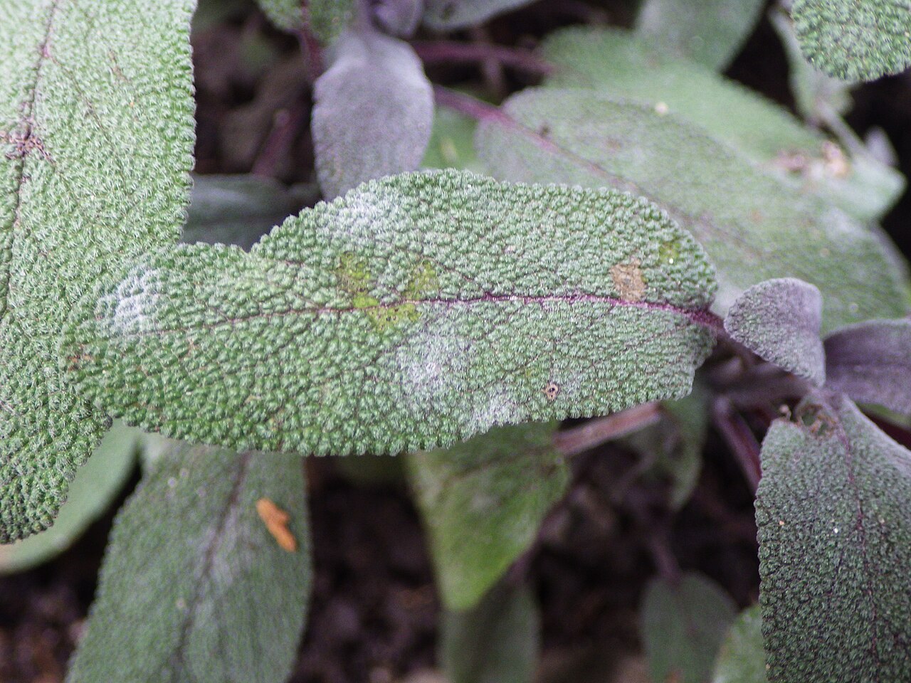 Salvia officinalis