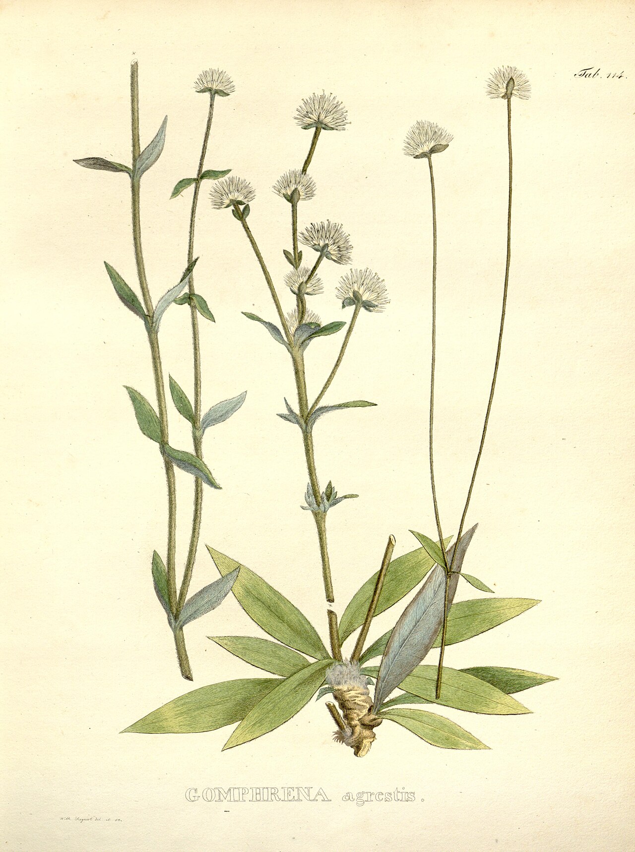 Gomphrena agrestis