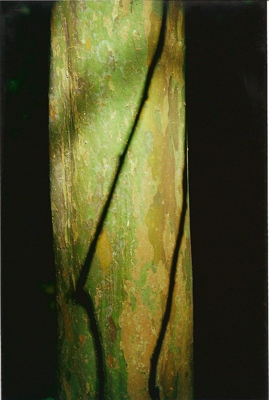 Myrtus racemulosa