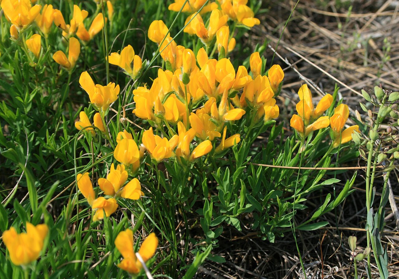 Genista sericea