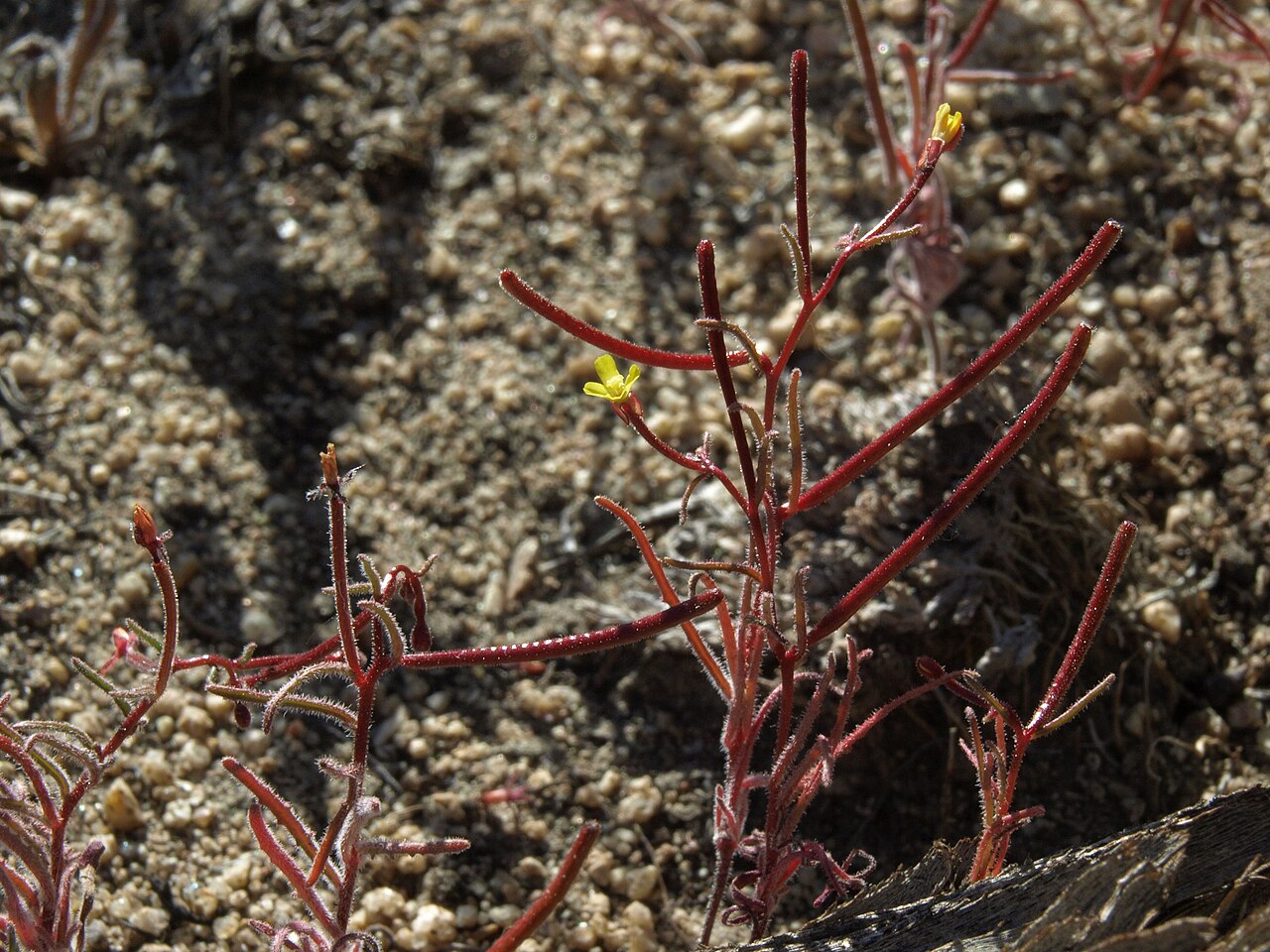 Camissonia pusilla