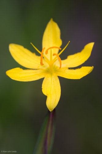 Sisyrinchium elmeri