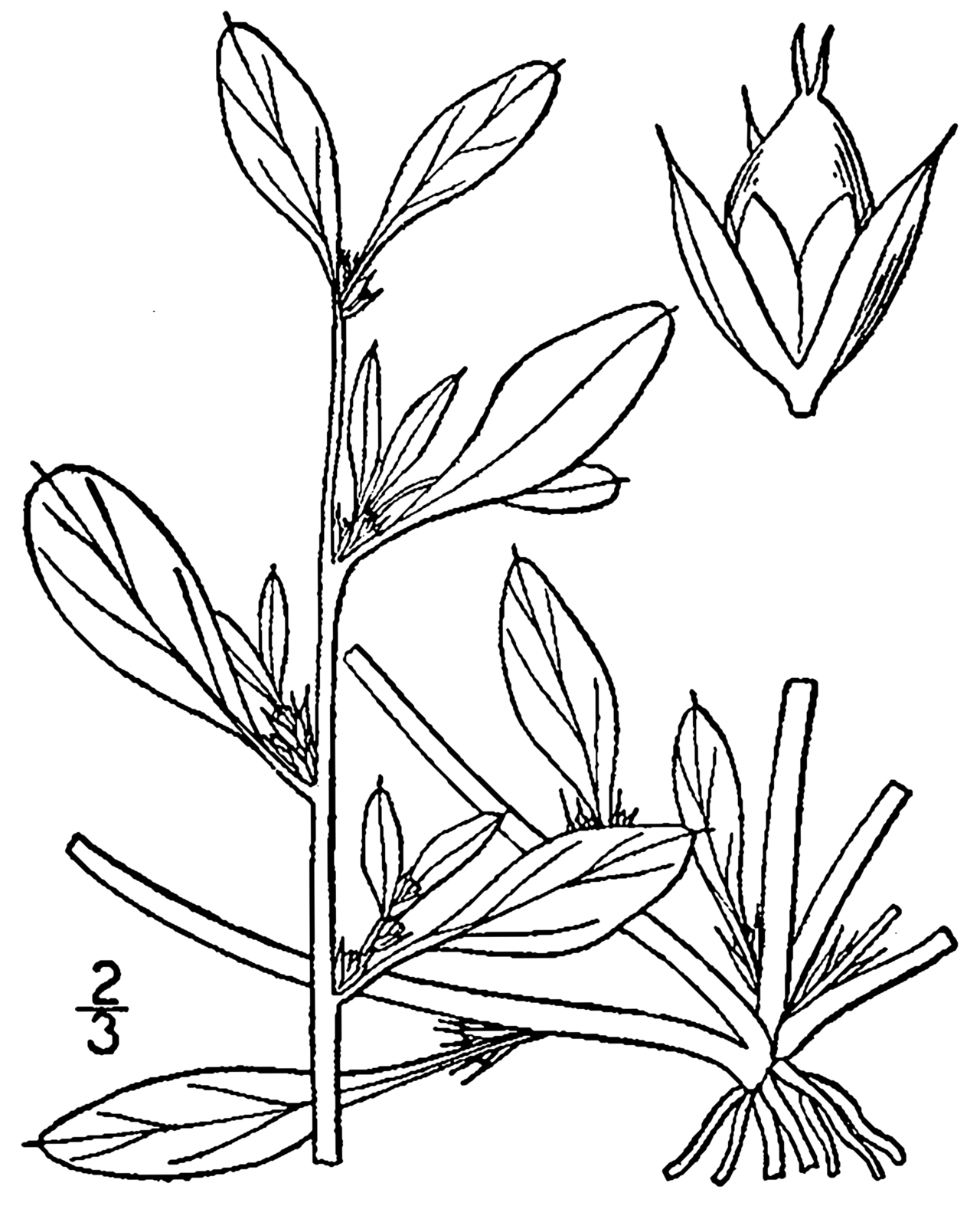 Amaranthus blitoides