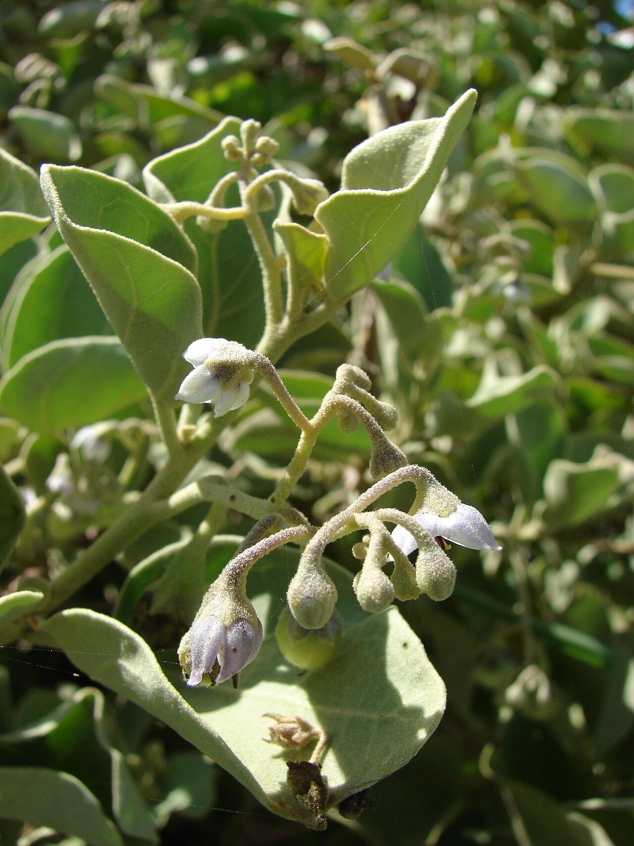 Solanum nelsonii