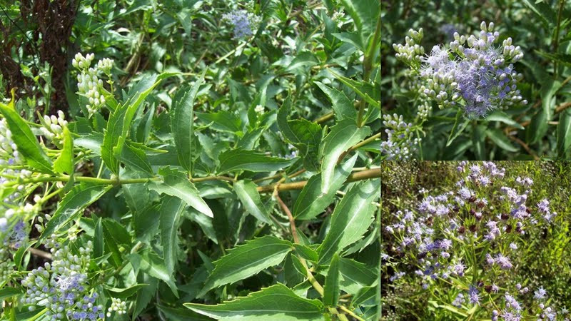 Eupatorium laevigatum
