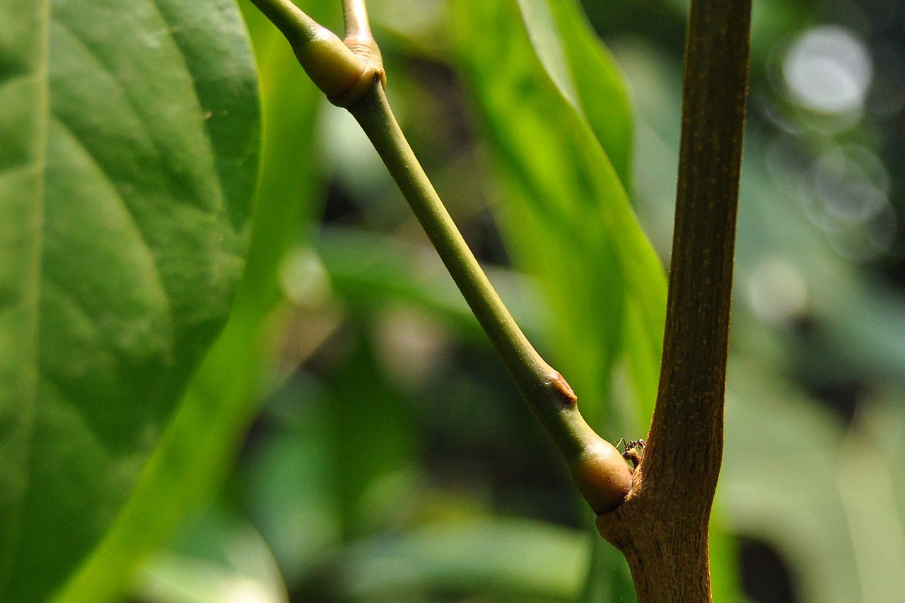 Archidendron pauciflorum