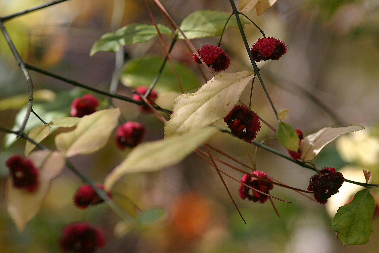 Euonymus americanus