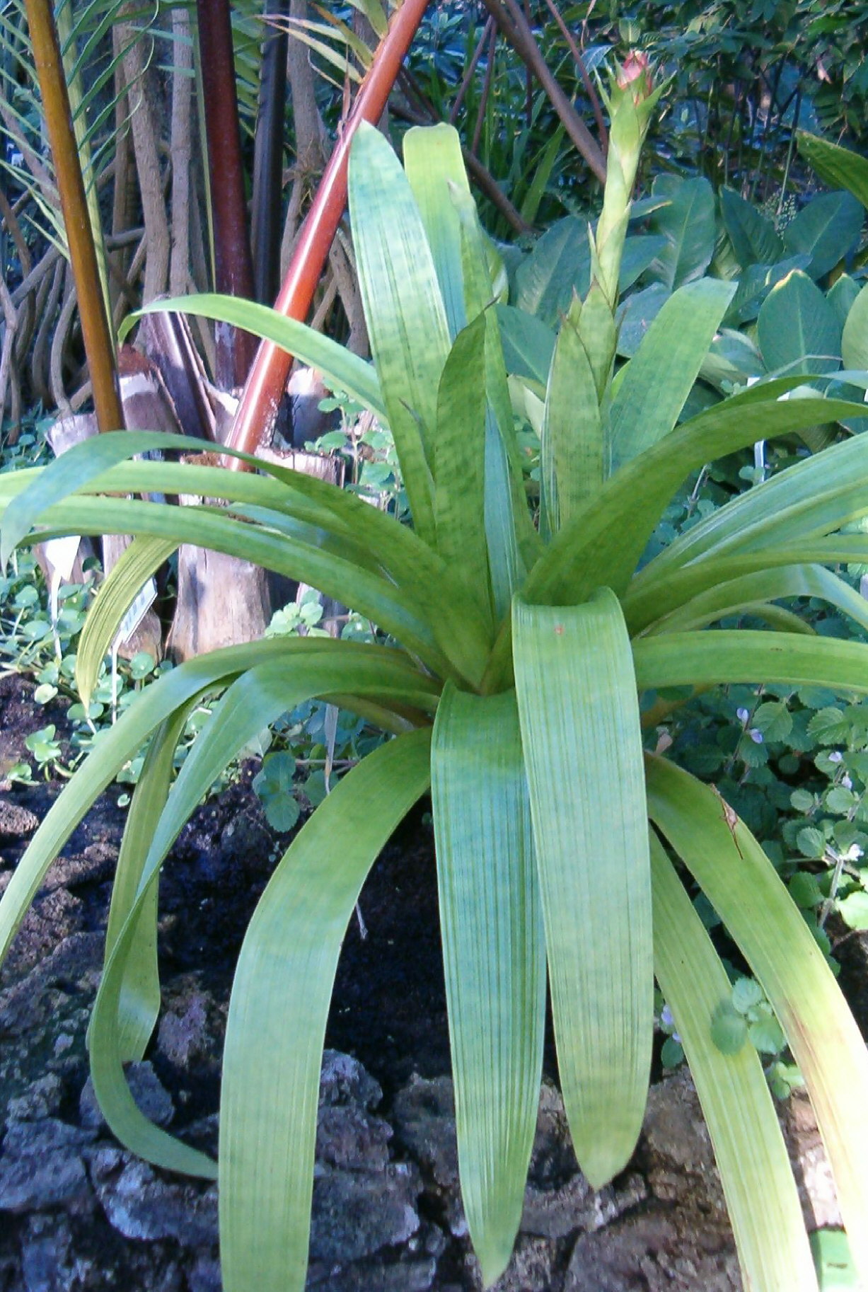 Guzmania rubrolutea