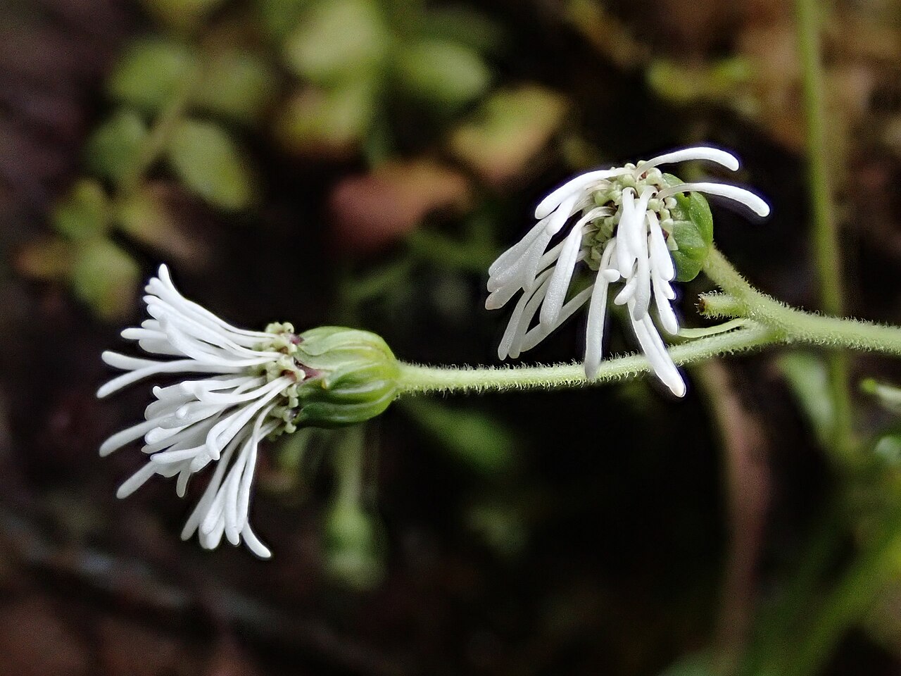 Adenostemma harlingii