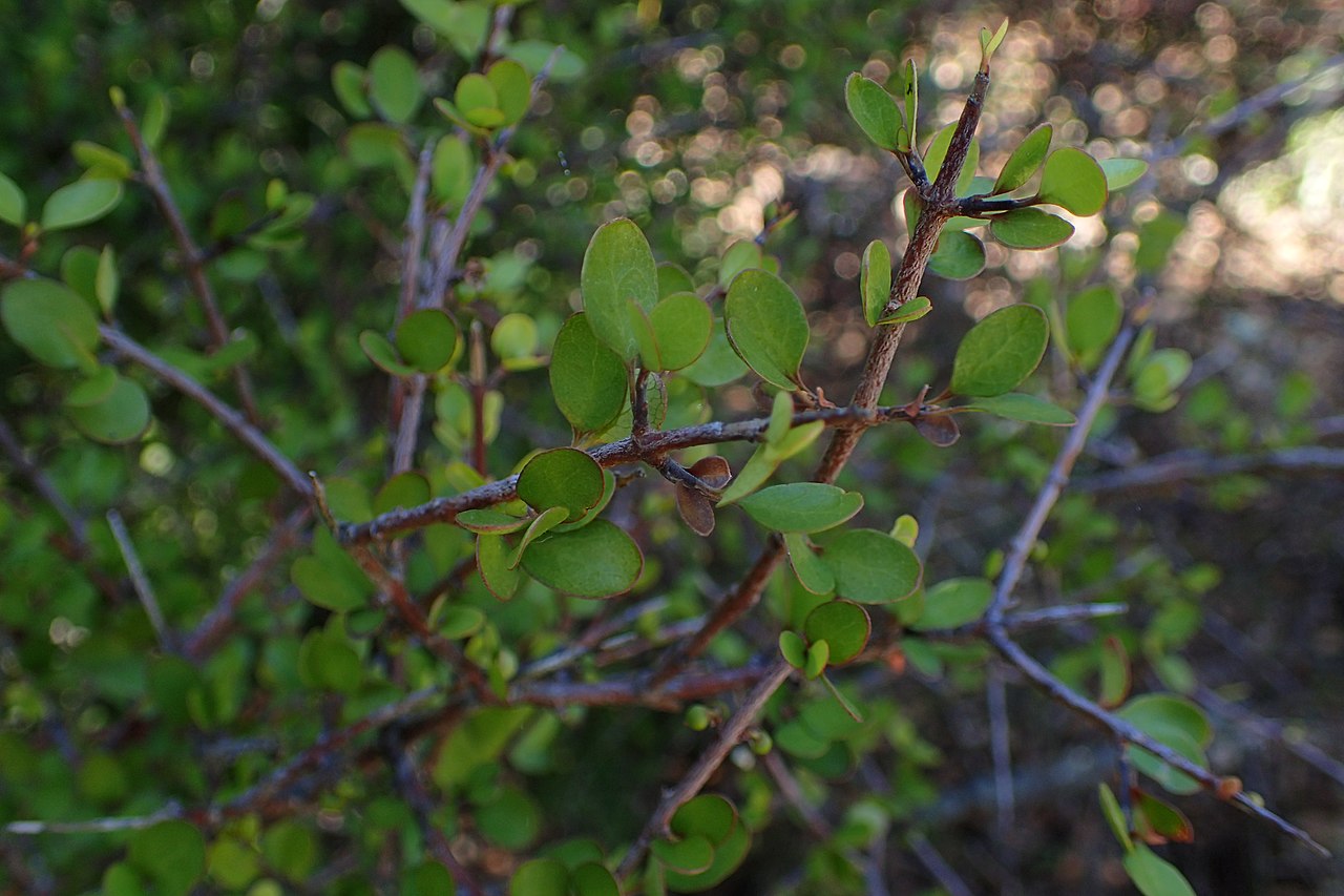 Coprosma intertexta