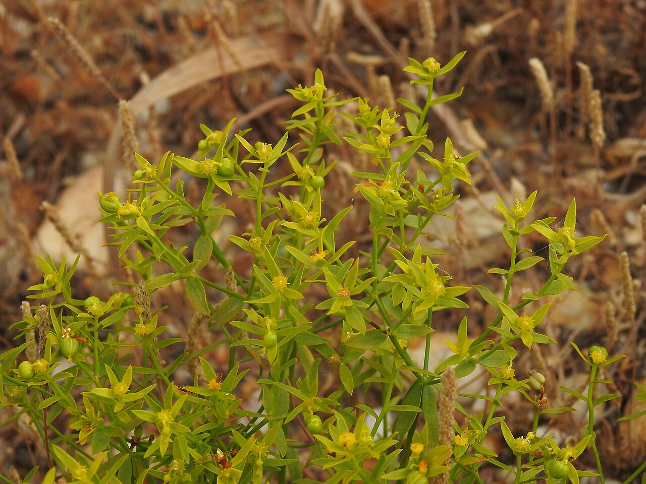 Euphorbia baetica