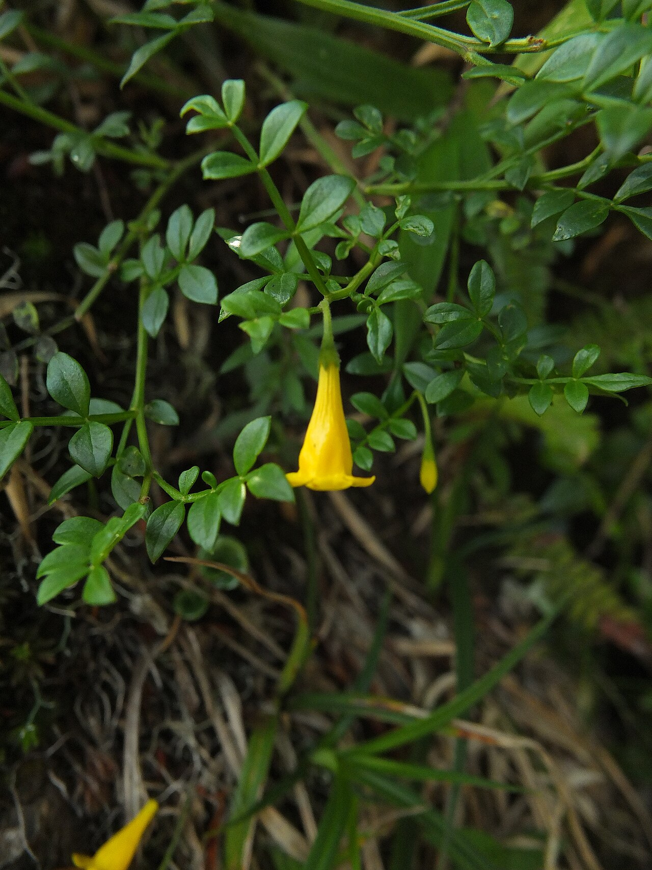 Chrysojasminum bignoniaceum