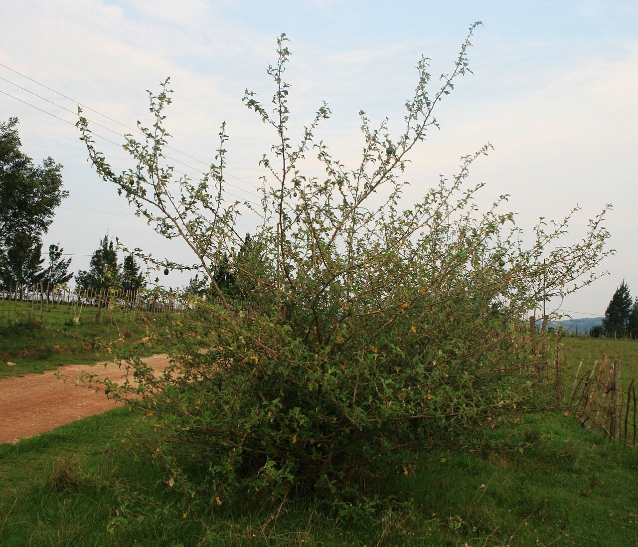 Solanum aculeastrum