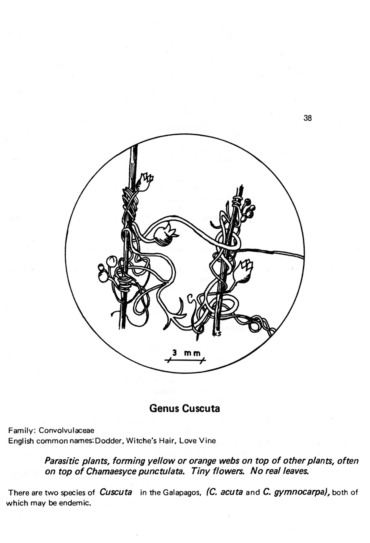 Cuscuta gymnocarpa