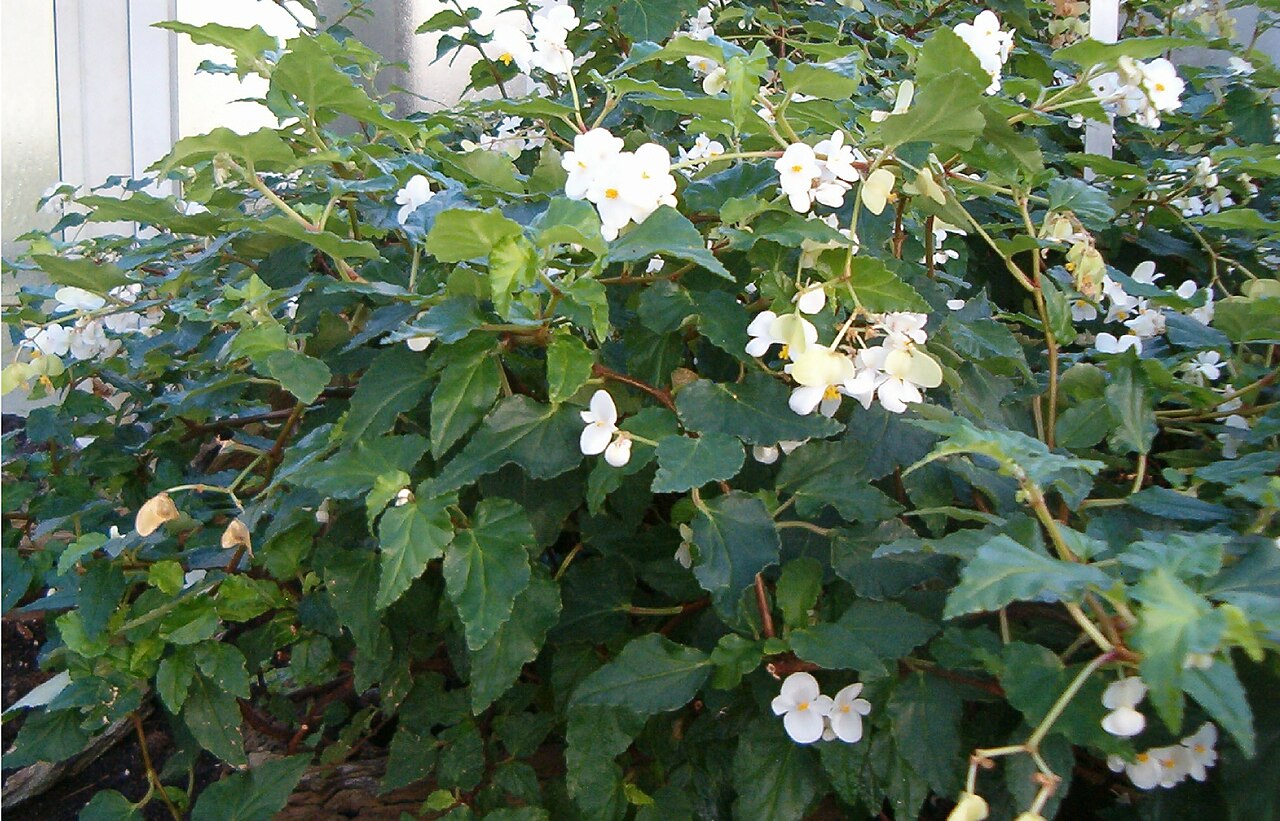 Cuban holly