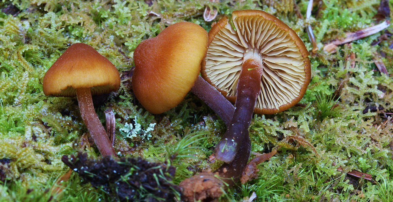 Gymnopilus bellulus