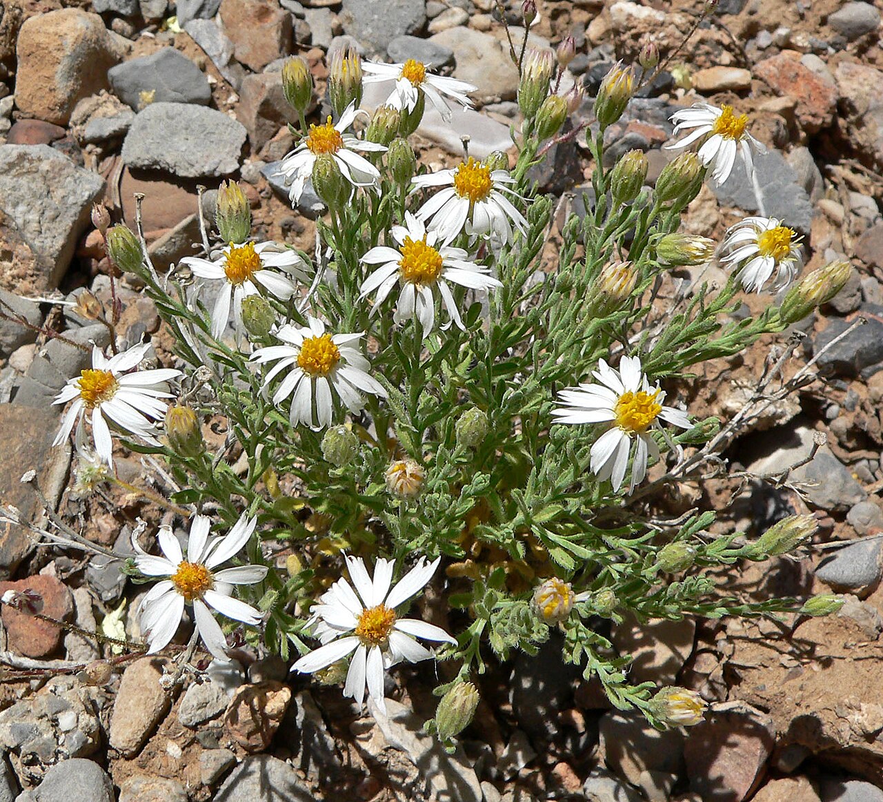 Chaetopappa ericoides