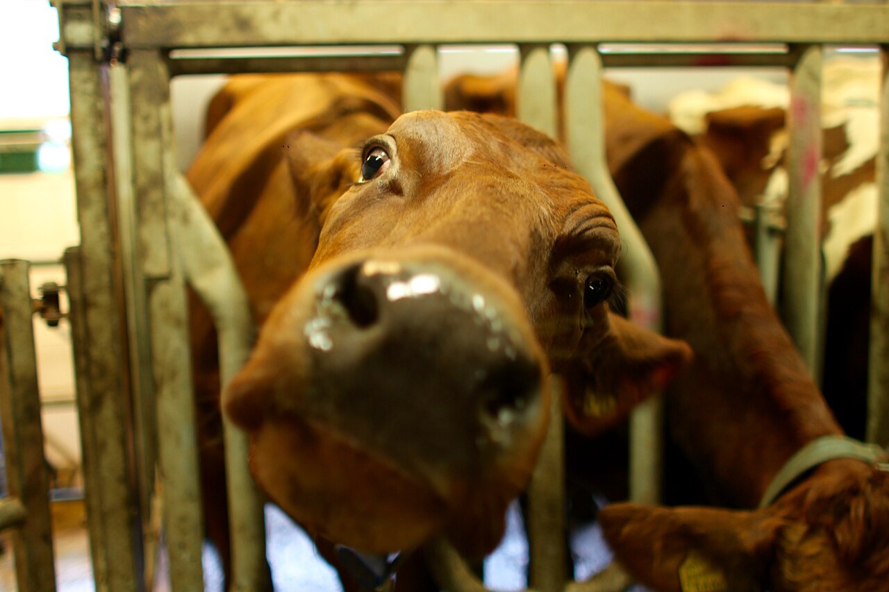 Estonian red cattle