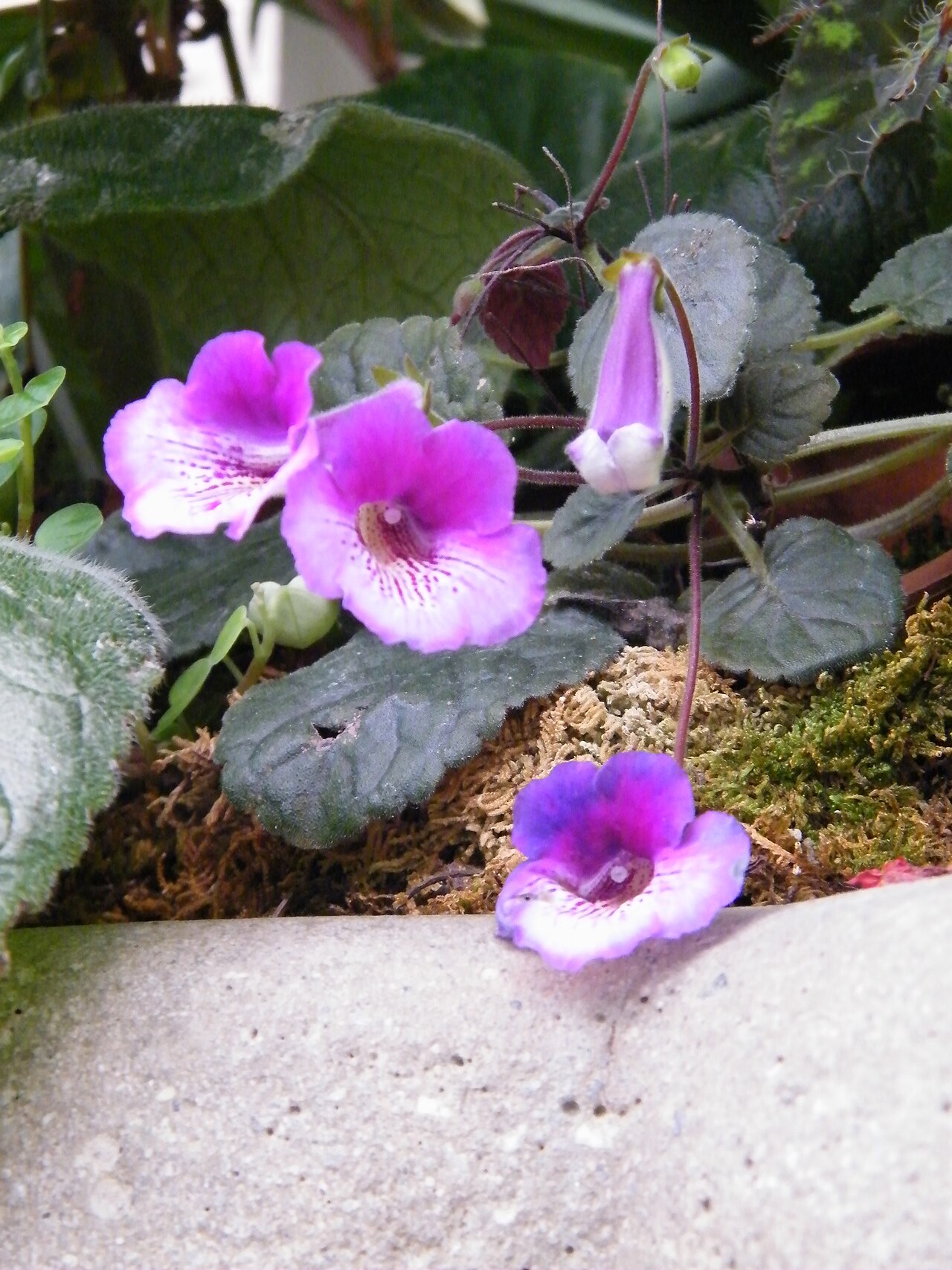 Gloxinia tapeinotes