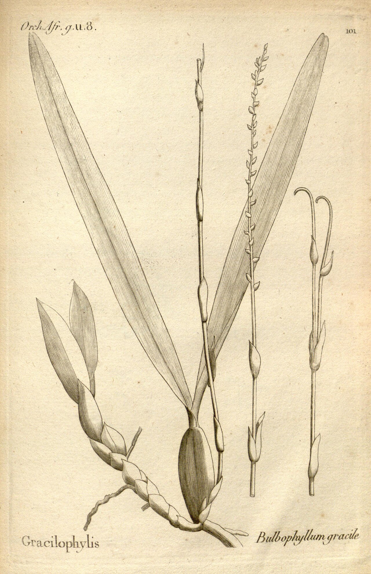 Bulbophyllum gracile