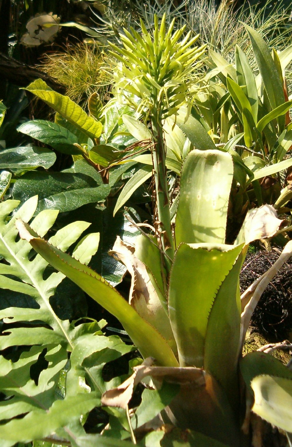 Billbergia horrida